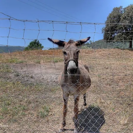 Будинок відпочинку L'amandier -le Figuier-les Lauriers Roses Аяччо