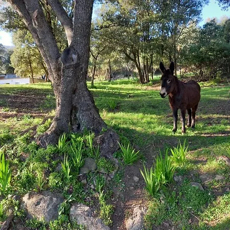Будинок відпочинку L'amandier -le Figuier-les Lauriers Roses