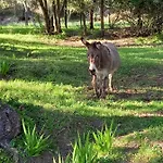 L'amandier -le Figuier-les Lauriers Roses Дом отдыха Аяччо