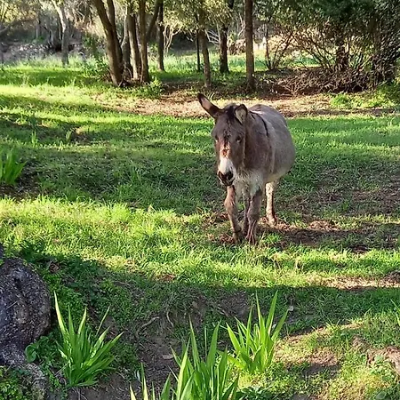 L'amandier -le Figuier-les Lauriers Roses Vakantiehuis Ajaccio (Corsica)