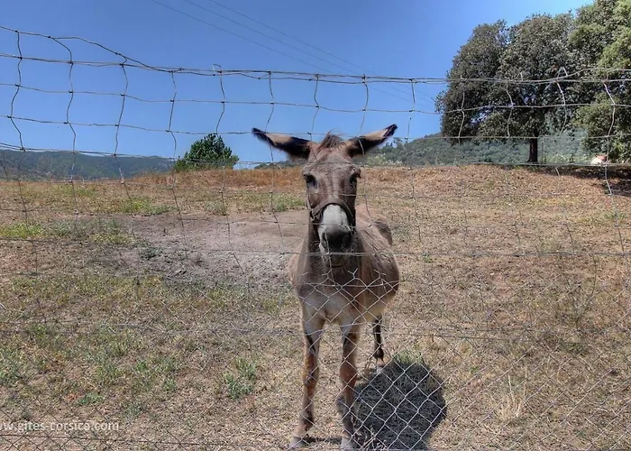 Dom wakacyjny L'amandier -le Figuier-les Lauriers Roses Ajaccio (Corsica)
