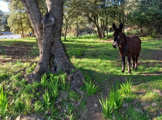 Dom wakacyjny L'amandier -le Figuier-les Lauriers Roses