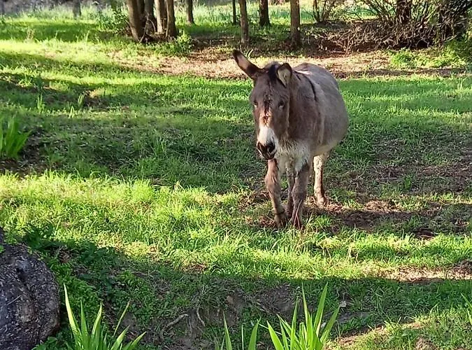 L'amandier -le Figuier-les Lauriers Roses Dom wakacyjny Ajaccio (Corsica)